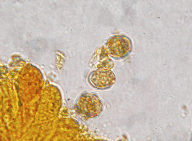 Funghi del freddo (cfr. Entoloma plebejum)